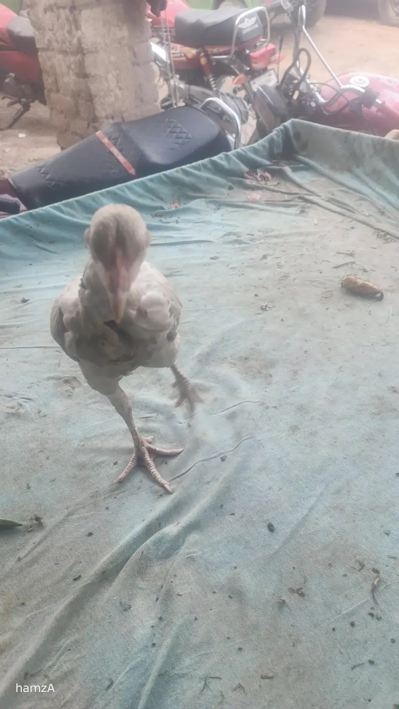 Aseel shame /shamo /white shamo / German shamo/king size /chicks — photo 9