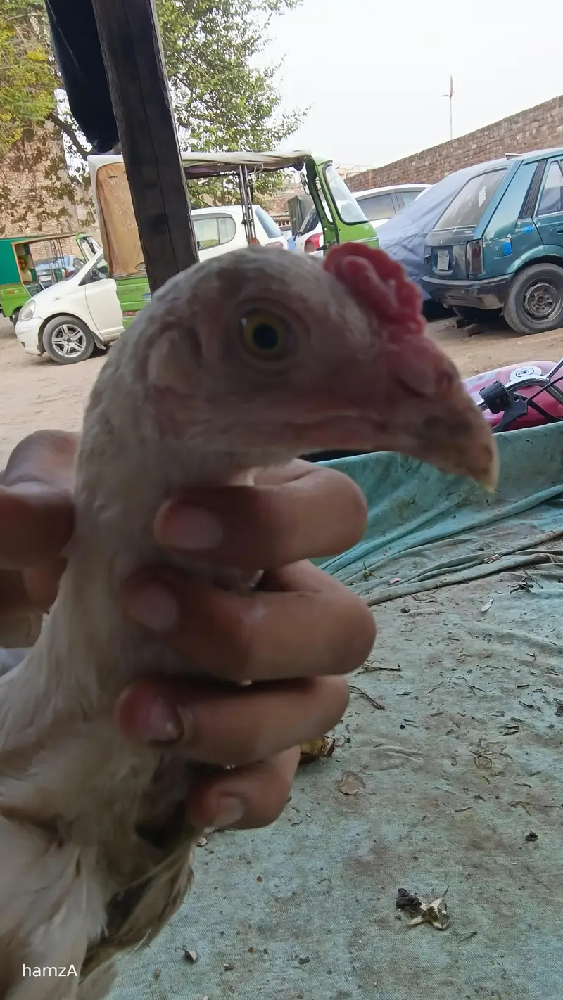 Aseel shame /shamo /white shamo / German shamo/king size /chicks — photo 12