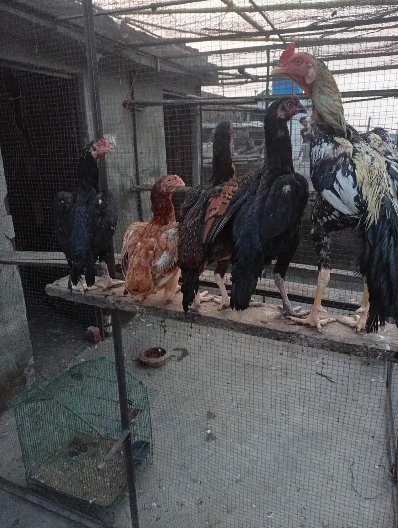 seel murga murgiyan — photo 4