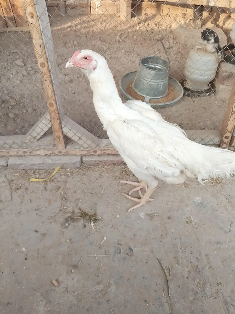 Shamo chicks 1.5 month for sale (2 male 1 female) — photo 4