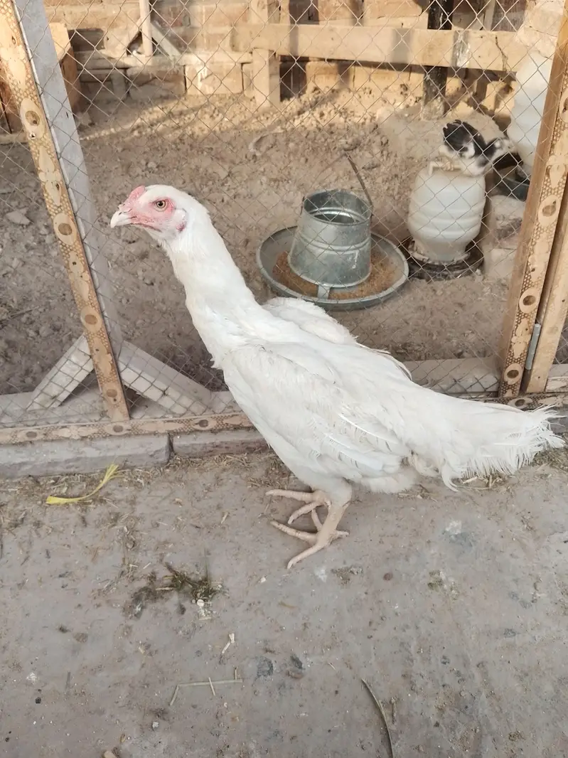 Shamo chicks 1.5 month for sale (2 male 1 female) — photo 5