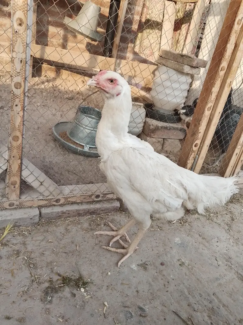 Shamo chicks 1.5 month for sale (2 male 1 female) — photo 6