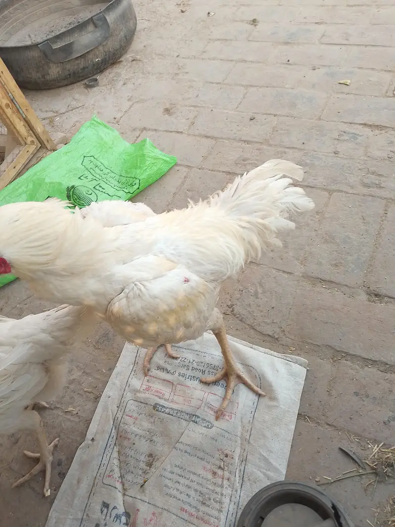 Shamo chicks 1.5 month for sale (2 male 1 female) — photo 7