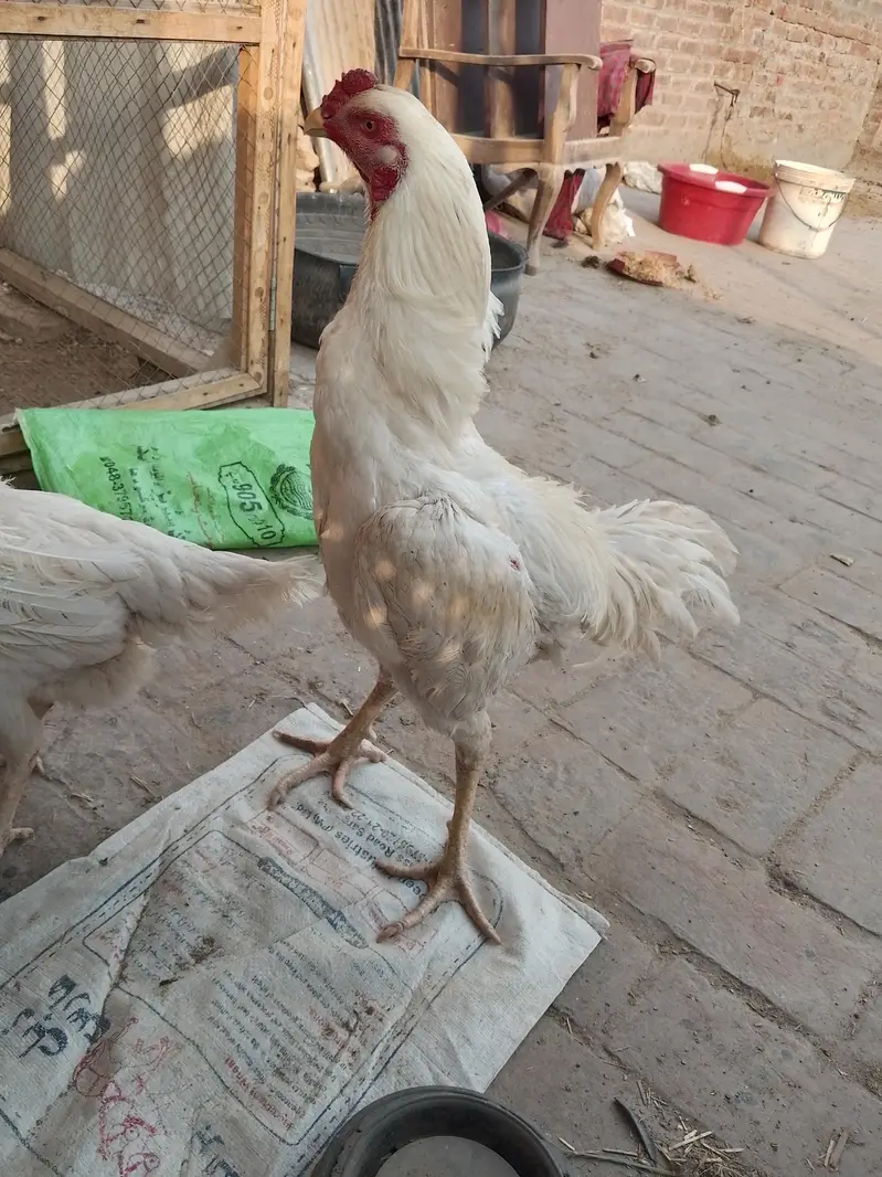 Shamo chicks 1.5 month for sale (2 male 1 female) — photo 8