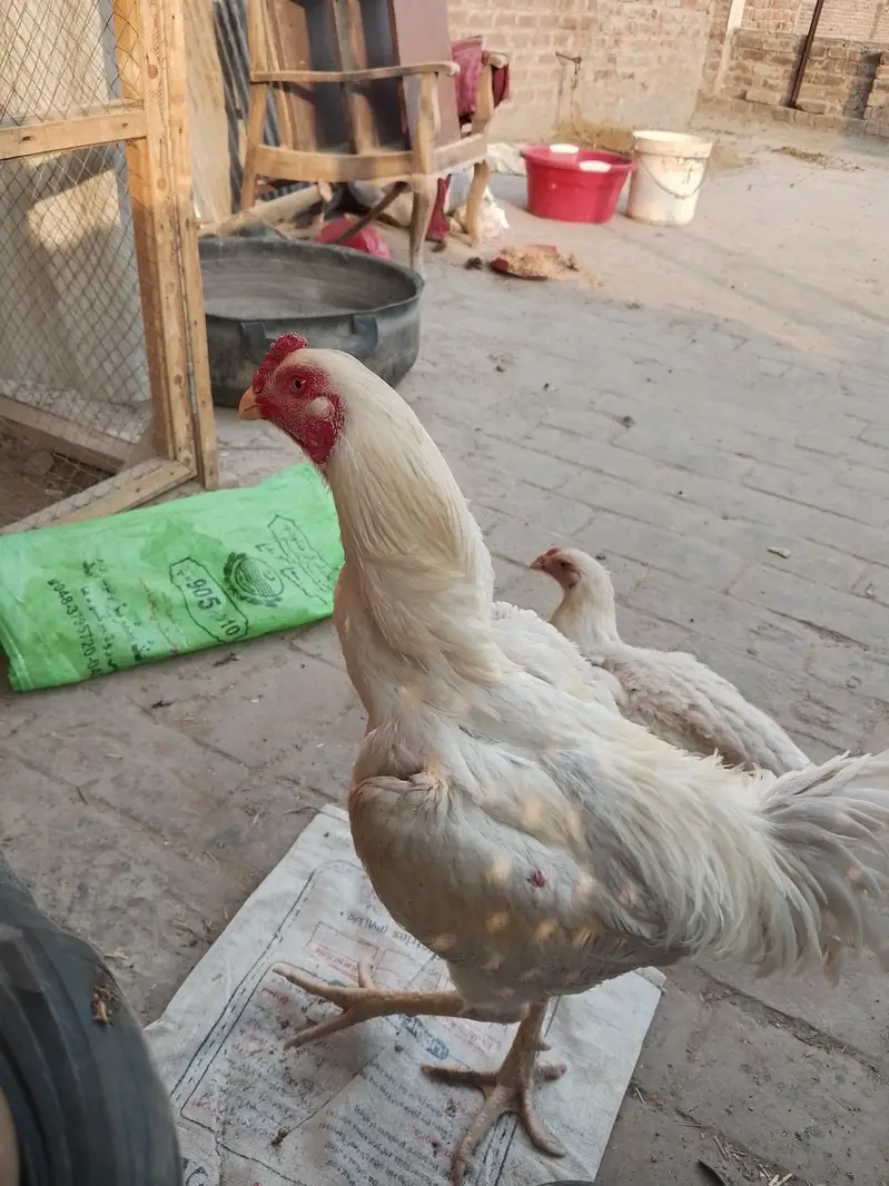 Shamo chicks 1.5 month for sale (2 male 1 female) — photo 9