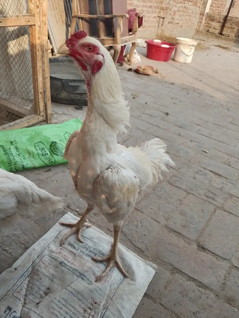 Shamo chicks 1.5 month for sale (2 male 1 female) — photo 10