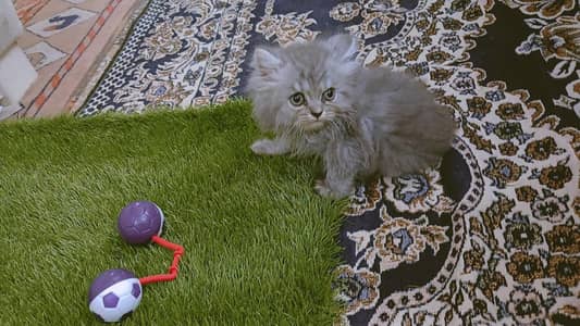 Persian kittens