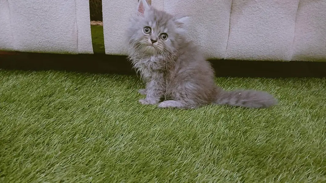 Persian kittens — photo 2