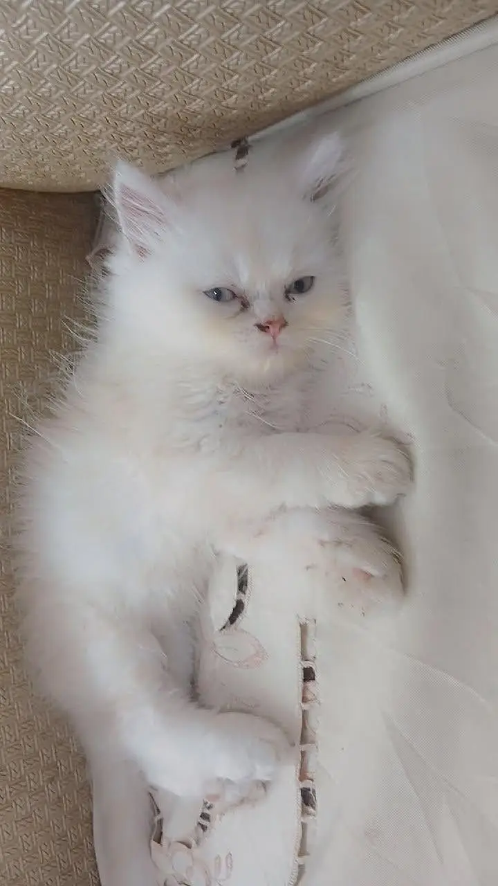 Persian kittens — photo 3