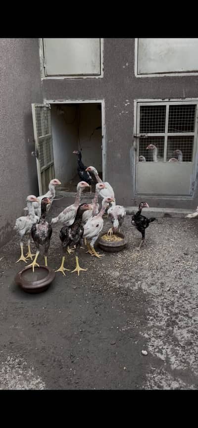 Paper white o shamo chicks