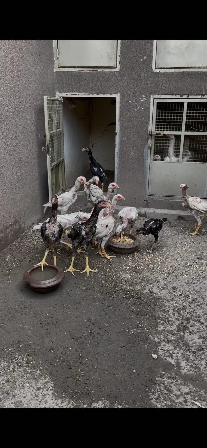 Paper white o shamo chicks — photo 3