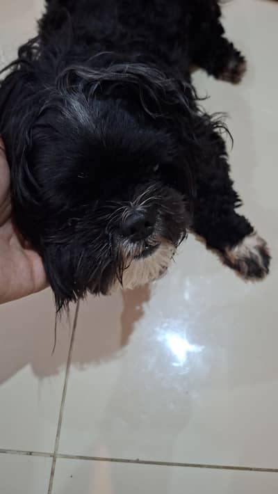 Affenpinscher dog for sale