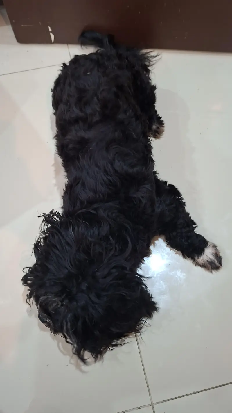 Affenpinscher dog for sale — photo 2