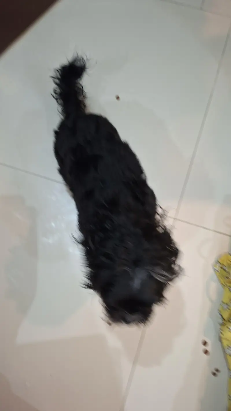 Affenpinscher dog for sale — photo 3