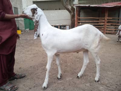 pure Bisra Goat | 2 Dant | quality bakra | desi Goat
