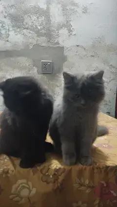 Persian pair — photo 2
