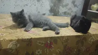 Persian pair — photo 3