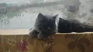 Persian pair — photo 4