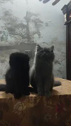 Persian pair — photo 6