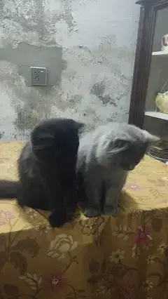 Persian pair — photo 7