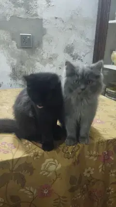 Persian pair — photo 8