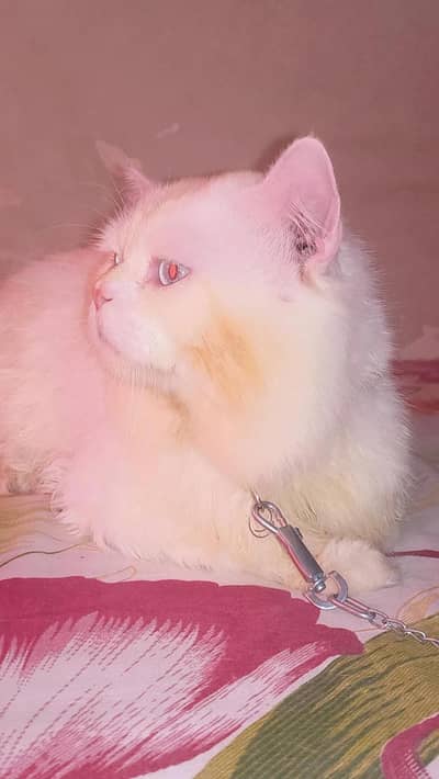 Stud Male cat