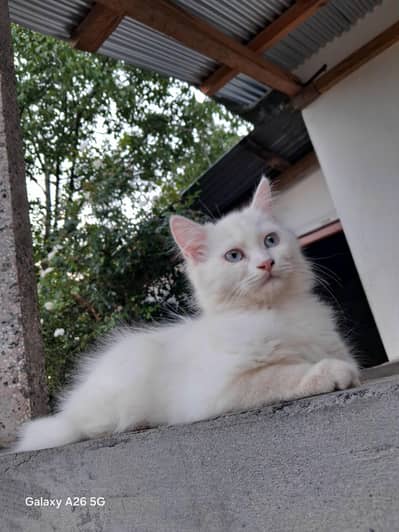 persian cat for sale