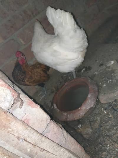 bantam Hans 03092011098