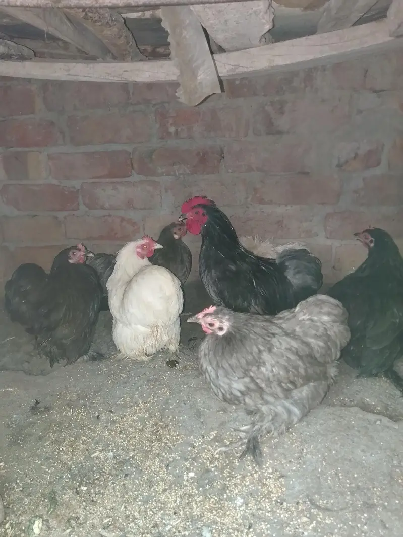 bantam Hans 03092011098 — photo 2