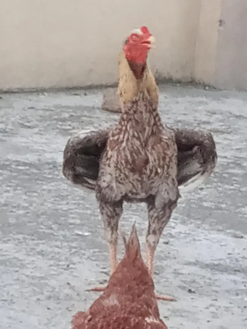 Aseel murgha for sale — photo 3