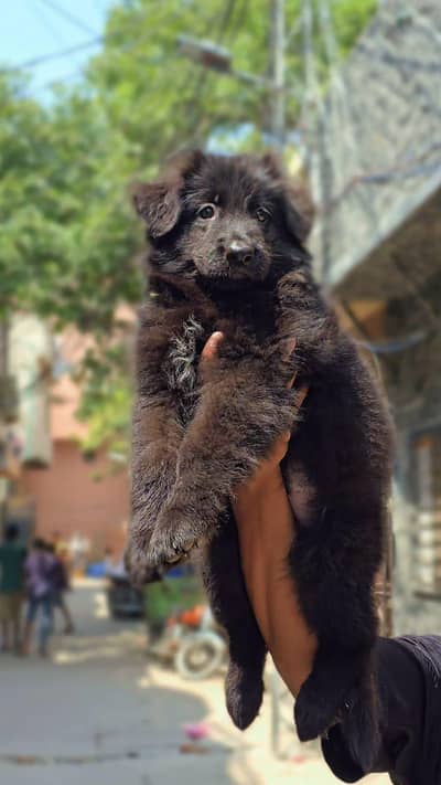 Black Female puppy Pedigree For New home 