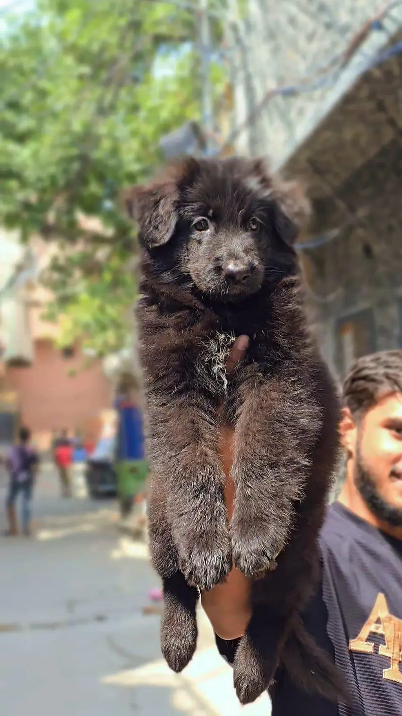 Black Female puppy Pedigree For New home  — photo 2