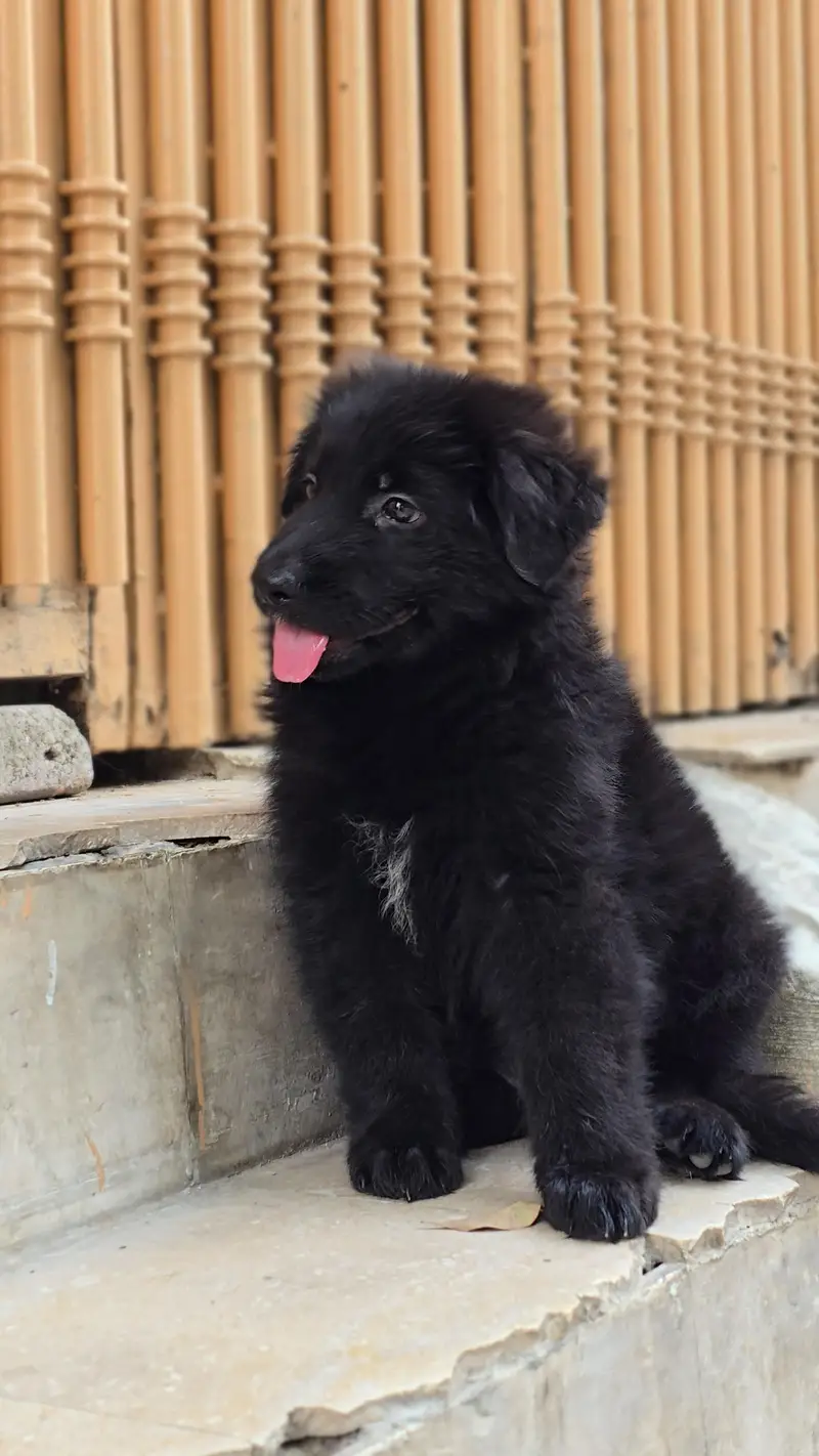 Black Female puppy Pedigree For New home  — photo 3