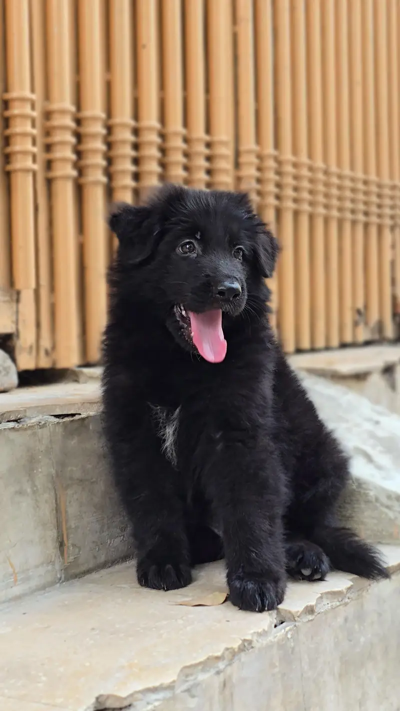 Black Female puppy Pedigree For New home  — photo 4