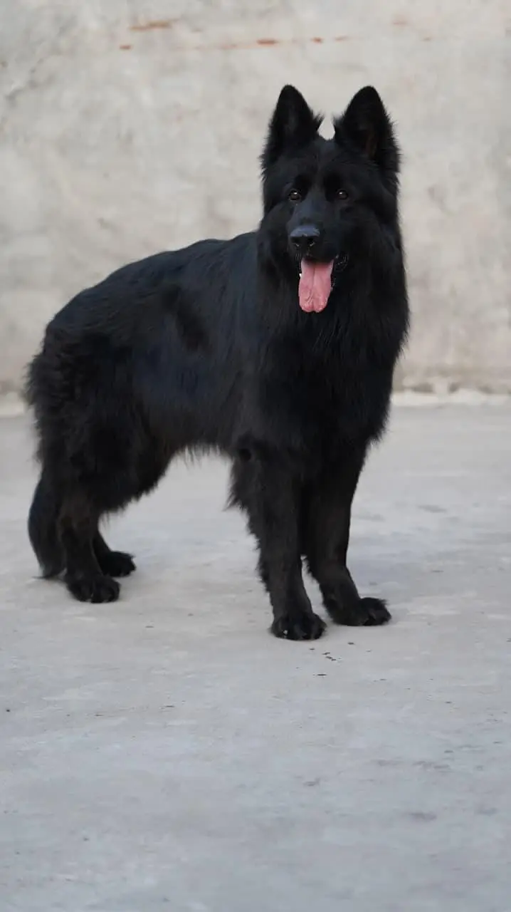 Black Female puppy Pedigree For New home  — photo 5