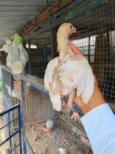 heery chicks