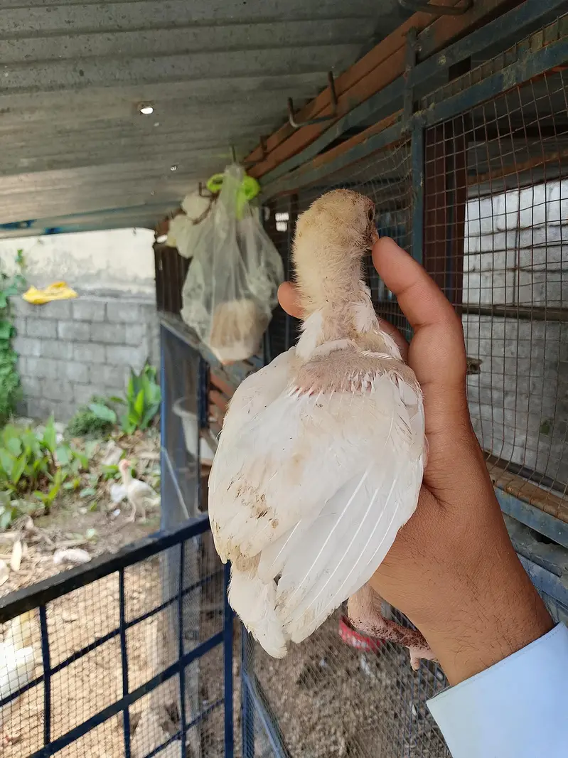 heery chicks — photo 2
