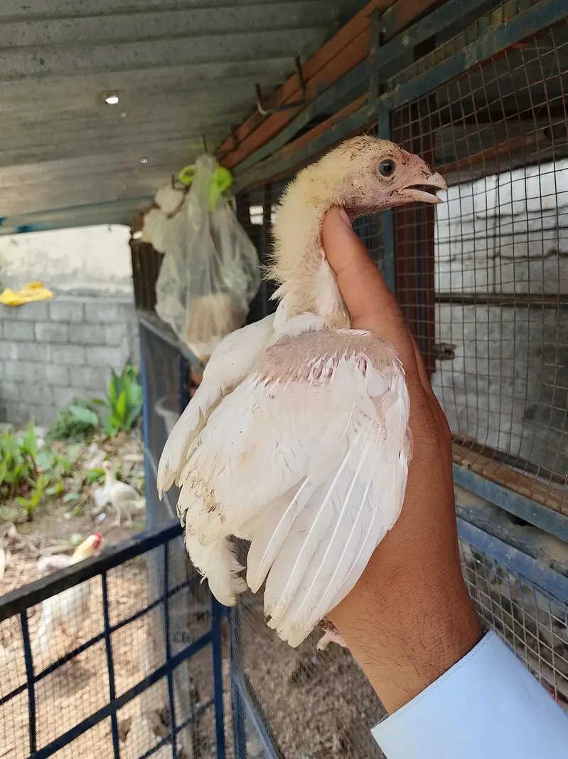 heery chicks — photo 3