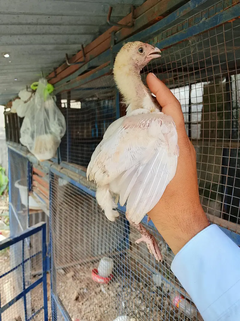 heery chicks — photo 4