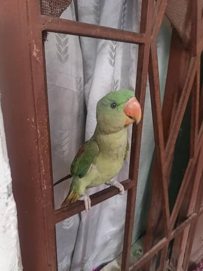 Raw parrot