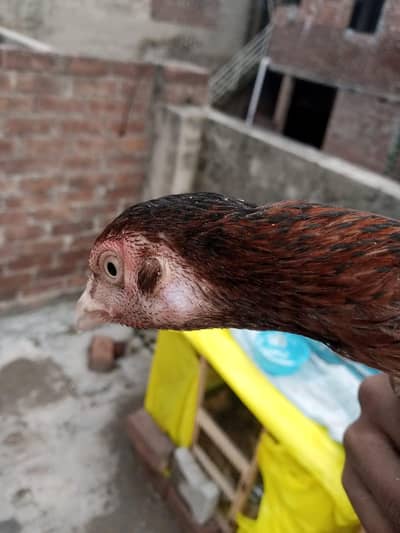 sindi breed best quality  phata 7500 ka or phati 5000 /5000 ki hai