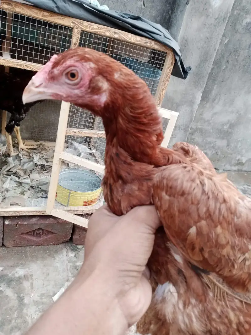 sindi breed best quality  phata 7500 ka or phati 5000 /5000 ki hai — photo 4
