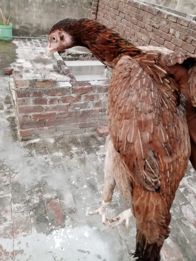 sindi breed best quality  phata 7500 ka or phati 5000 /5000 ki hai — photo 5