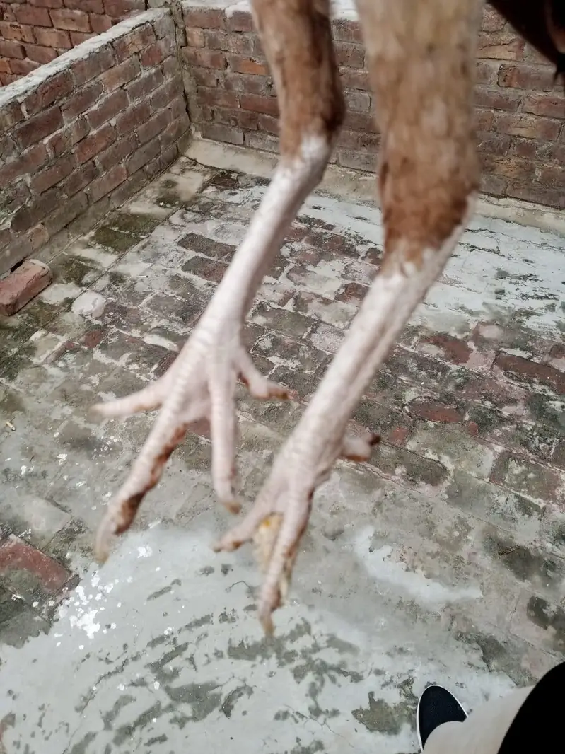 sindi breed best quality  phata 7500 ka or phati 5000 /5000 ki hai — photo 6