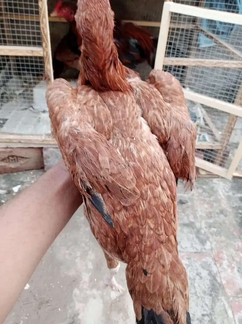sindi breed best quality  phata 7500 ka or phati 5000 /5000 ki hai — photo 7