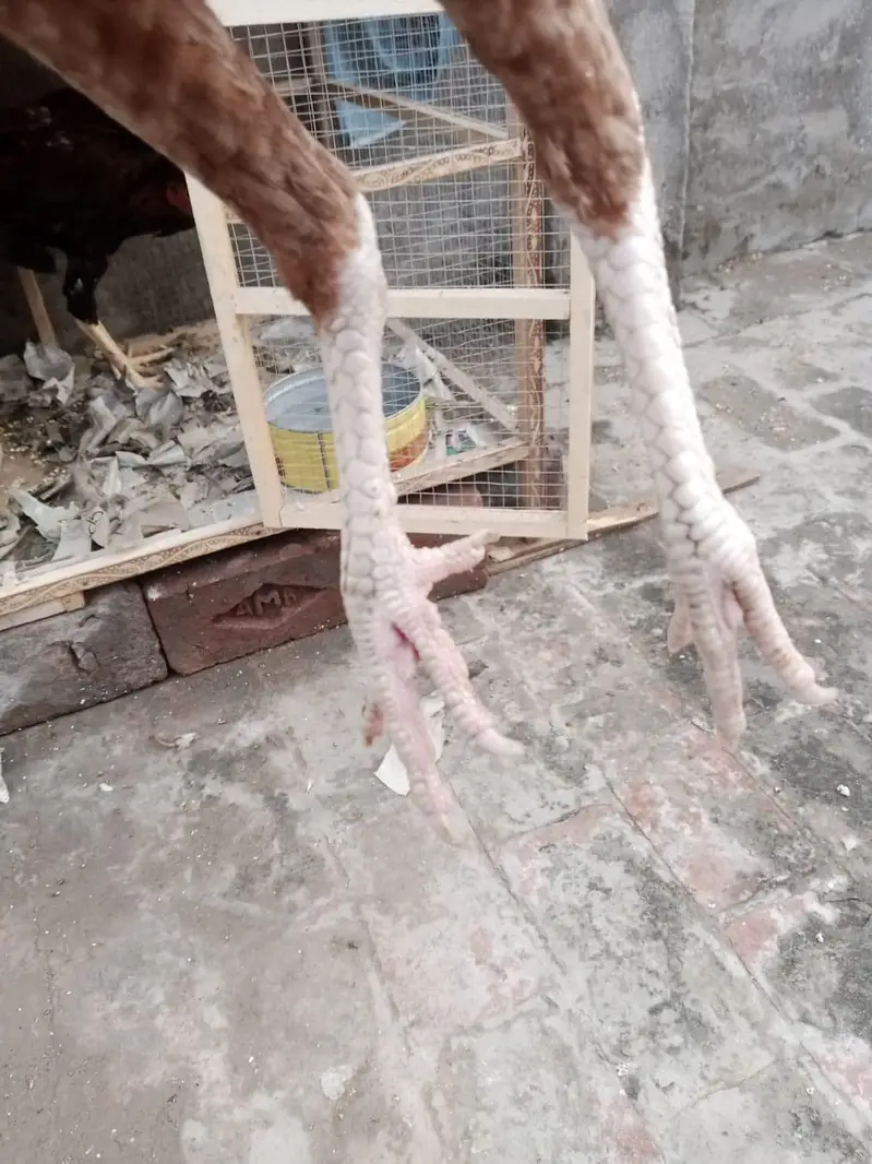 sindi breed best quality  phata 7500 ka or phati 5000 /5000 ki hai — photo 8