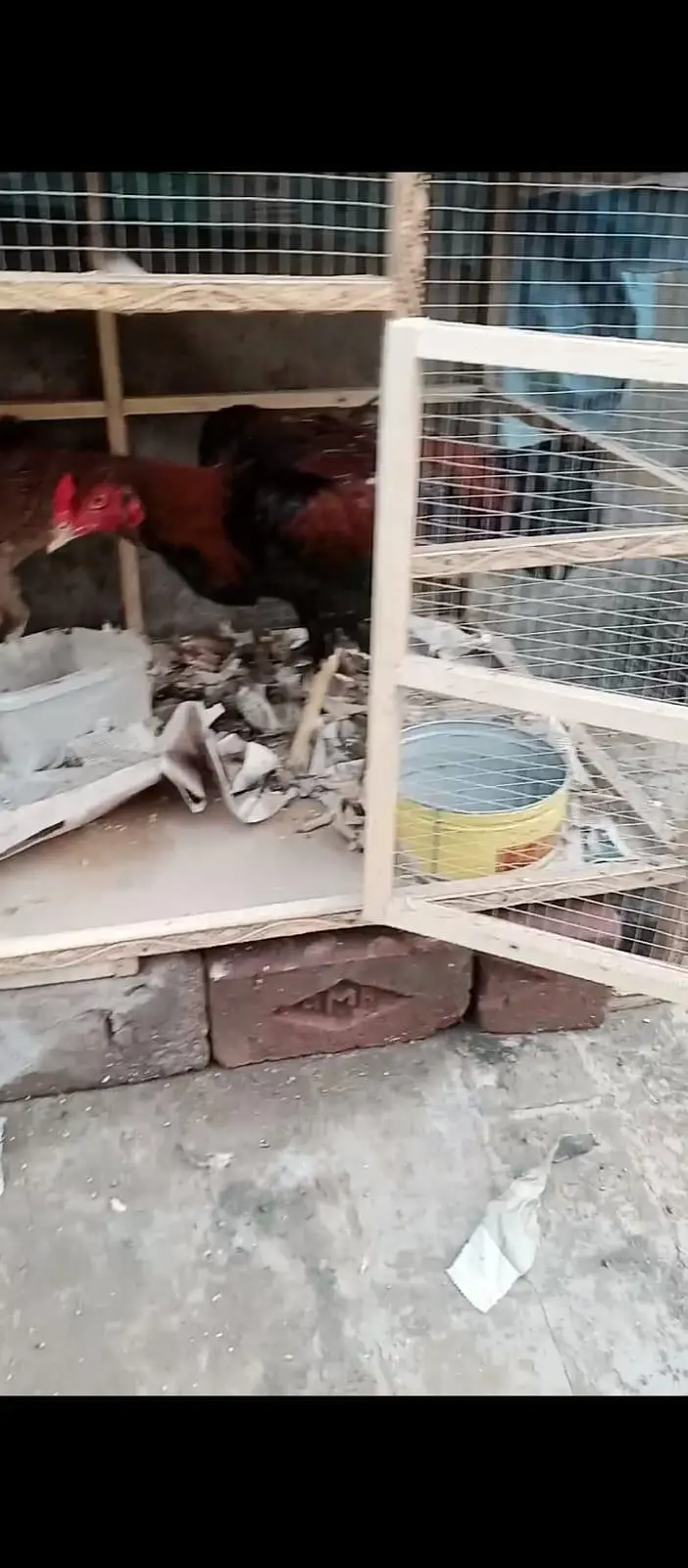 sindi breed best quality  phata 7500 ka or phati 5000 /5000 ki hai — photo 9