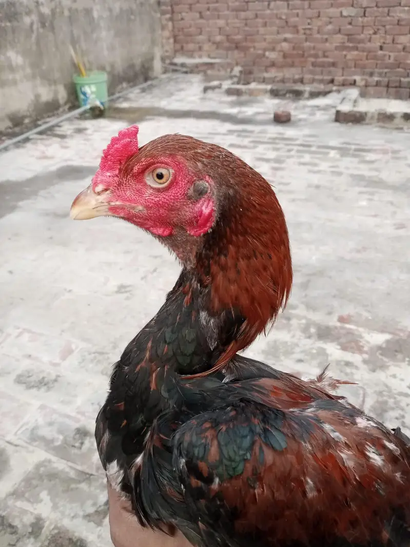 sindi breed best quality  phata 7500 ka or phati 5000 /5000 ki hai — photo 10