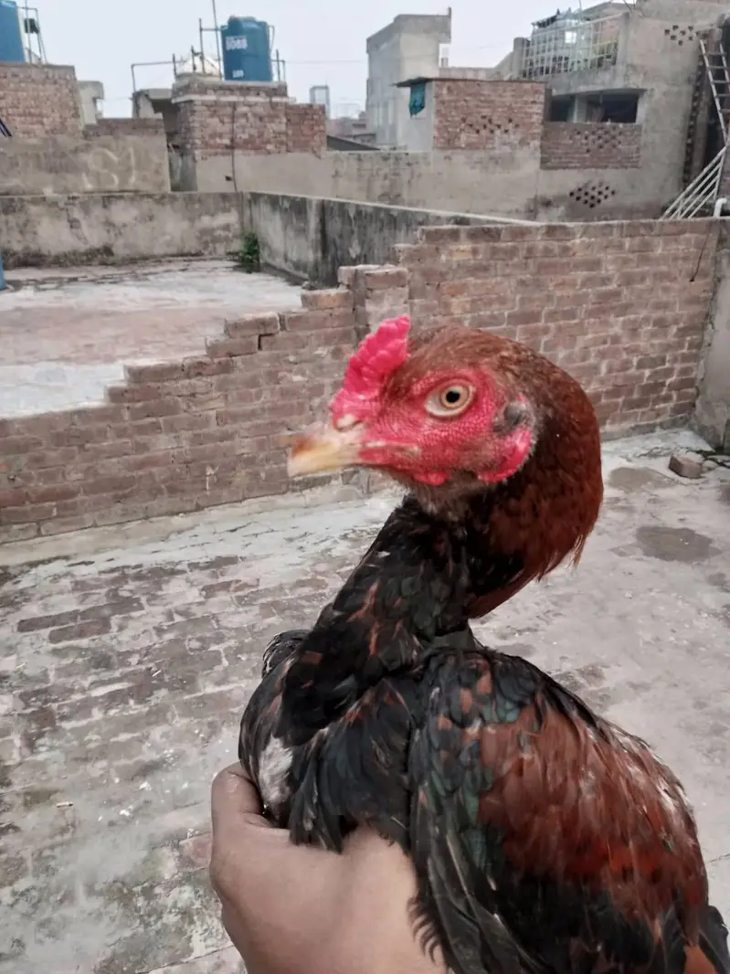 sindi breed best quality  phata 7500 ka or phati 5000 /5000 ki hai — photo 11