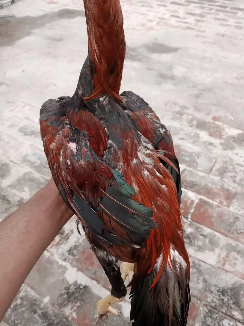 sindi breed best quality  phata 7500 ka or phati 5000 /5000 ki hai — photo 12